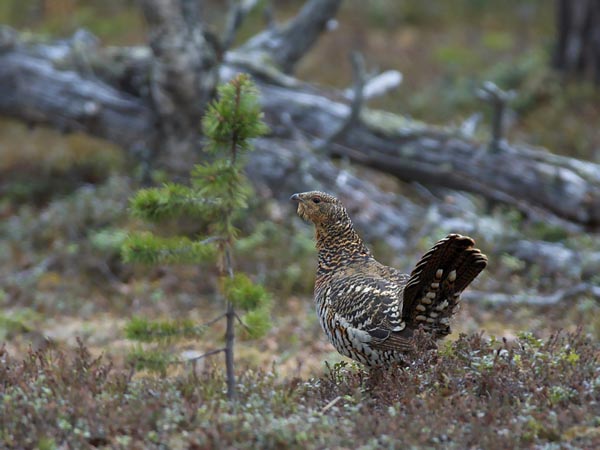 Metso, Western Capercaillie, Tetrao urogallus 